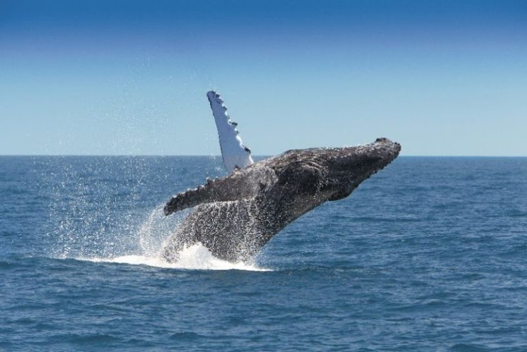 Why the Whitsundays is at its Best in Winter?